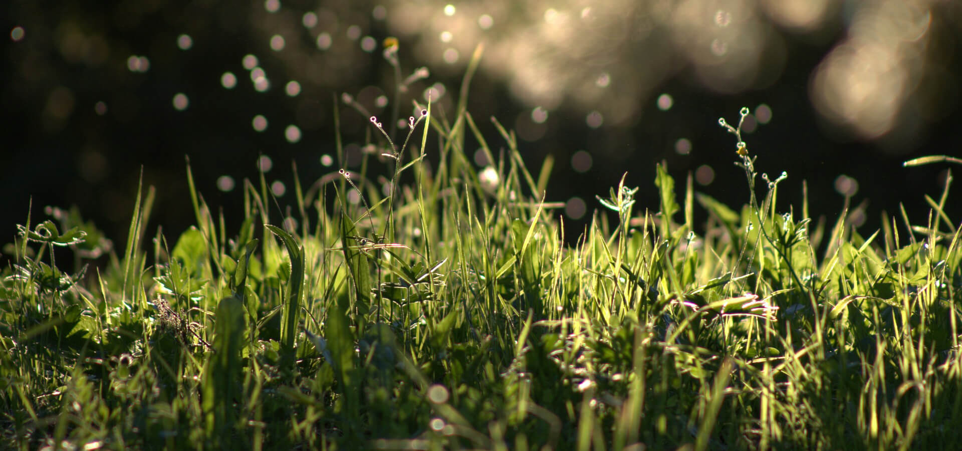 Rooted in Community: IRPA's Native Vegetation Nurseries