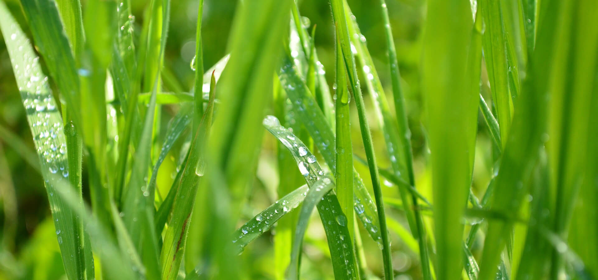 Greening the Grazelands: IRPA's Reforestation Drive