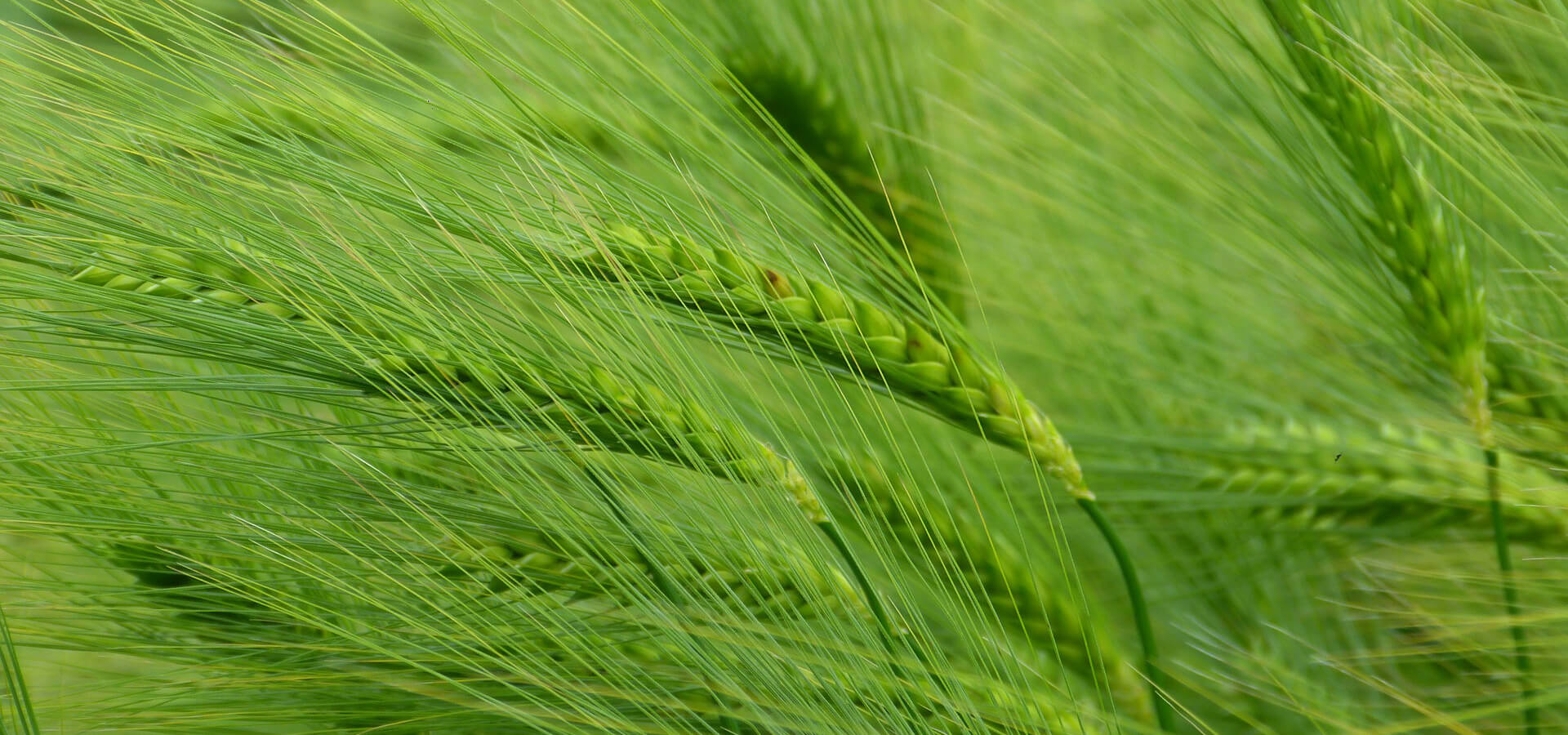 Growth for Generations: IRPA's Sustainable Livelihoods