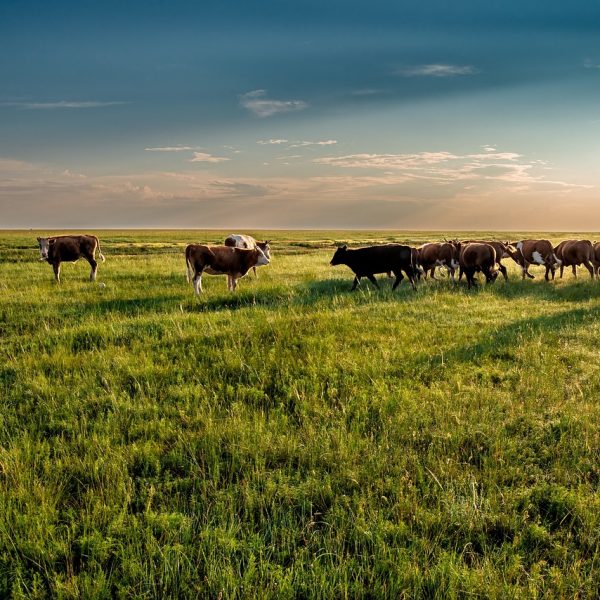 cow, grassland, grazing-7200409.jpg